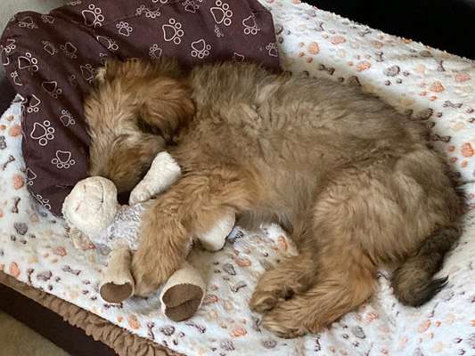 Der Lieblingsplüschi eures Vierbeiners-Beitrag-Bild