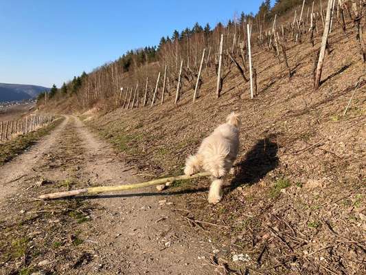 Knüppel aus dem Wald Foto Wettbewerb-Beitrag-Bild