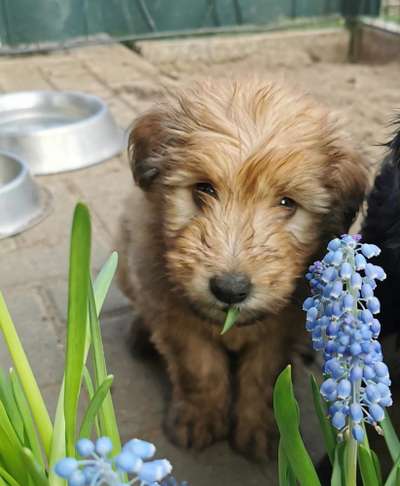 Welpen Bilder !-Beitrag-Bild