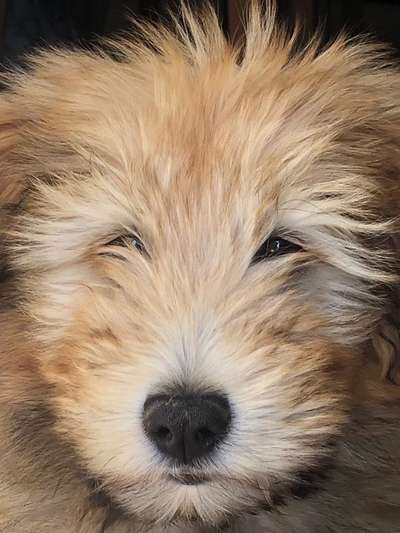 Zeigt mir die tollste Nahaufnahme von eurer Fellnase-Beitrag-Bild