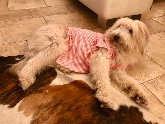 Schafpudel-Beitrag-Bild