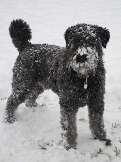 Dogorama Photo Challenge - Es wird nochmal kalt!-Beitrag-Bild