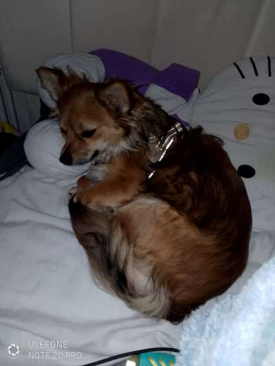 Hundetreffen-Trenig zum guten Hunde kontackt-Bild