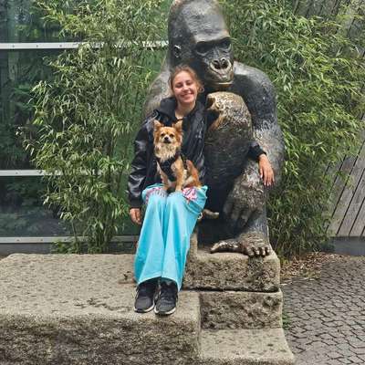 Hundetreffen-Langsames kennen lernen + spielen-Bild