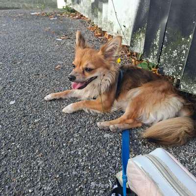 Hundetreffen-Langsames kennenlernen in trudering  oder München-Bild