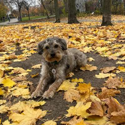 Hundetreffen-Social Walk Prenzlauer Berg-Bild