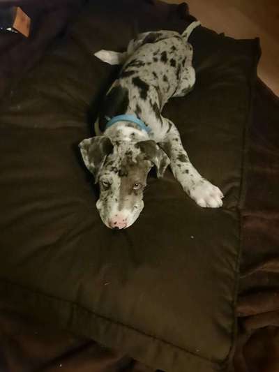 Welpen Bilder !-Beitrag-Bild