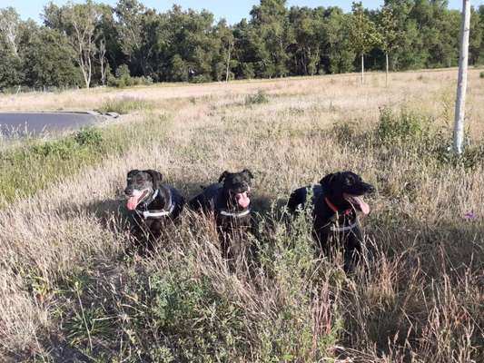 Tongue Out Tuesday-Beitrag-Bild