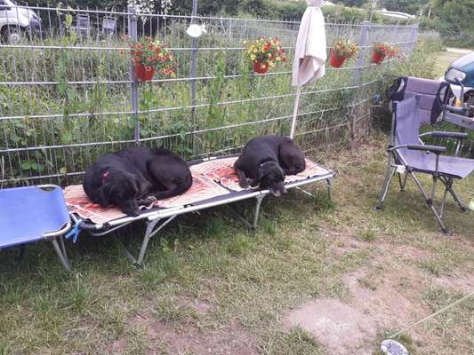 Die Dogorama Wochen Challenge: “Dein Hund im Urlaub”-Beitrag-Bild