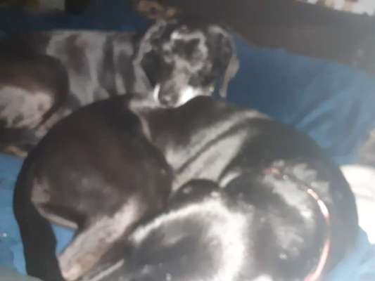 Labradorfans-Beitrag-Bild