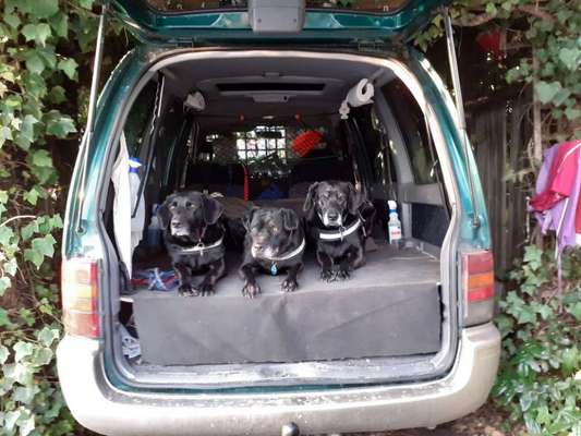 Labradorfans-Beitrag-Bild