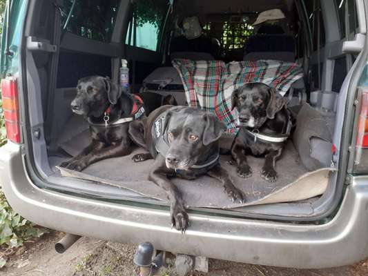 Labradorfans-Beitrag-Bild