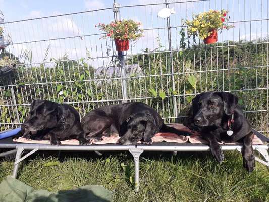 Die Dogorama Kalender Challenge 4/4-Beitrag-Bild