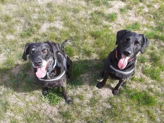 Tongue Out Tuesday-Beitrag-Bild