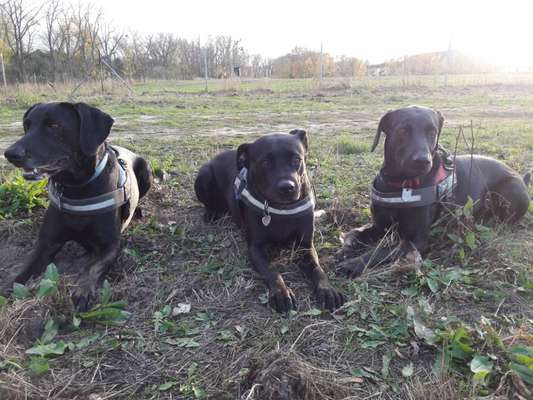 Labradorfans-Beitrag-Bild