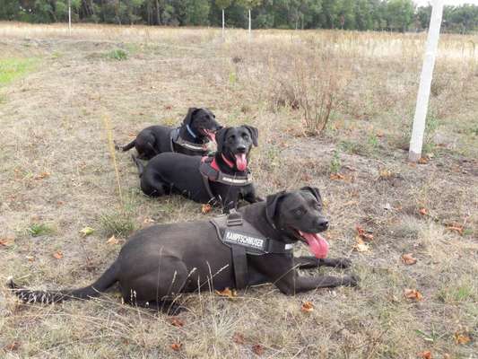 Tongue Out Tuesday-Beitrag-Bild