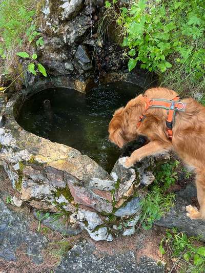 Dogorama Photo Challenge - Gassipause-Beitrag-Bild