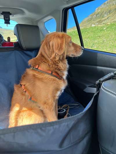 Foto Challenge Thema "Hunde im Auto"-Beitrag-Bild