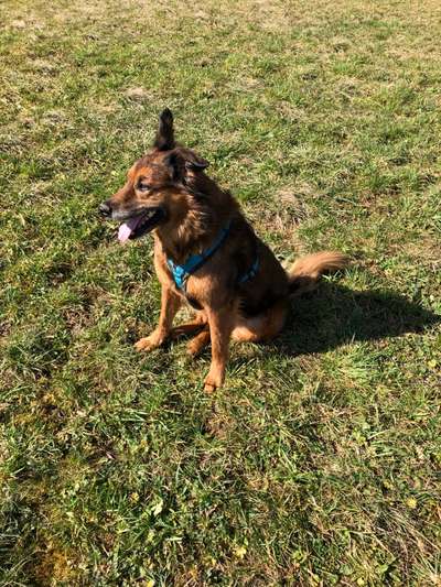 Mischlinge raten - Rätselspaß-Beitrag-Bild