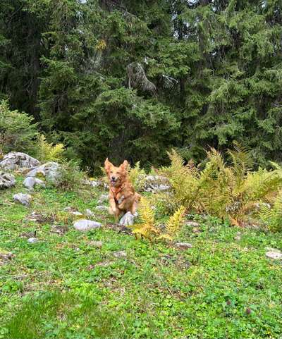 Fotosammlung: ,,Der natürliche Hund" Unbearbeitet, ungestellt und in Natura-Beitrag-Bild