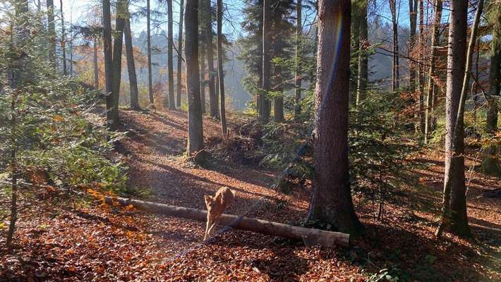 Dogorama Photo Challenge - Märchenwald-Beitrag-Bild