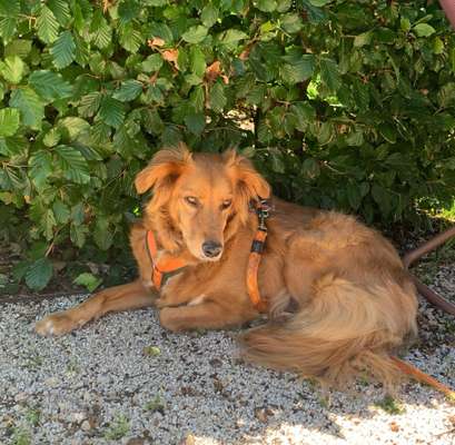 Auslandstierschutz-Beitrag-Bild