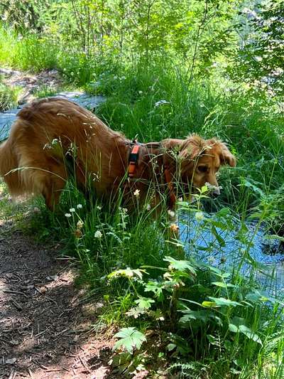 Dogorama Photo Challenge - Schattiges Plätzchen-Beitrag-Bild