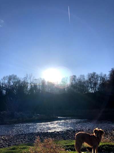 Handy Fotochallenge Nr. 52: Dein Hund mit blauem Himmel-Beitrag-Bild
