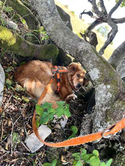 Dogorama Photo Challenge - an der Leine-Beitrag-Bild