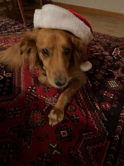 Dogorama Photo Challenge - Festliches Accessoires-Beitrag-Bild