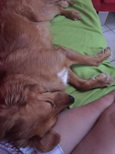 98.Fotochallange  - Hunde zeigen Zuneigung-Beitrag-Bild