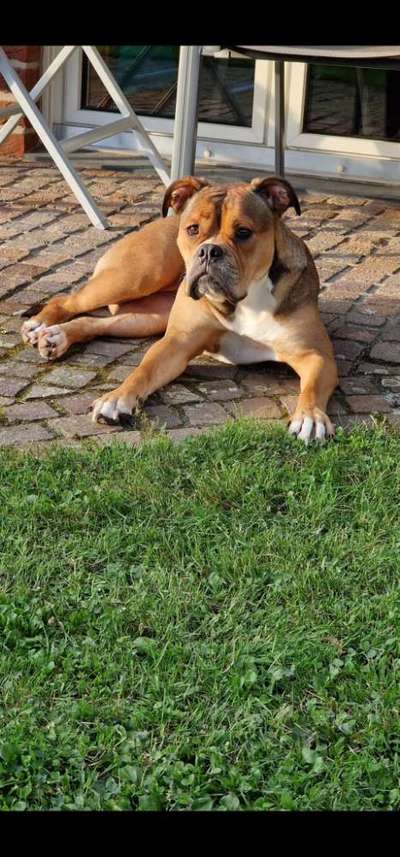 Hundetreffen-Spiel kammerad/in gesucht ab 25 kg für unsere bulldoge-Bild