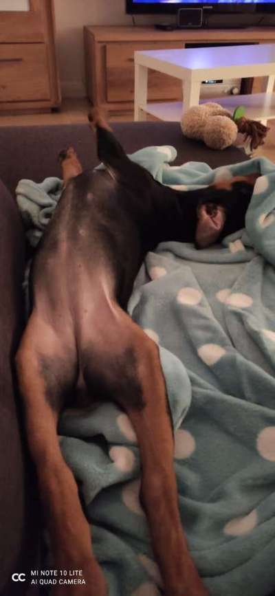 Welpen Bilder !-Beitrag-Bild