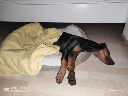 Liebhaber des Deutschen Pinscher gesucht.-Beitrag-Bild