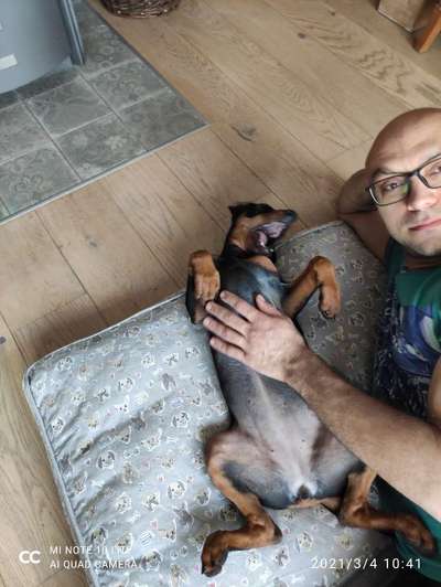 Liebhaber des Deutschen Pinscher gesucht.-Beitrag-Bild