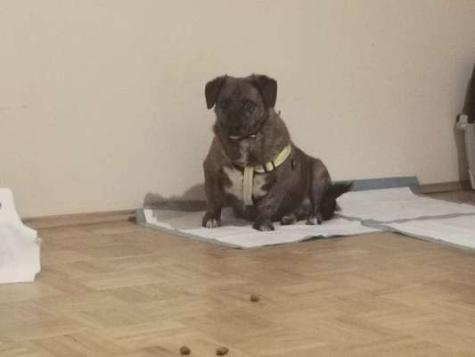 Wo sind die Pflegestellen?-Beitrag-Bild