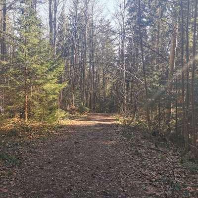 Hundeauslaufgebiet-Paterzeller Eibenwald-Bild