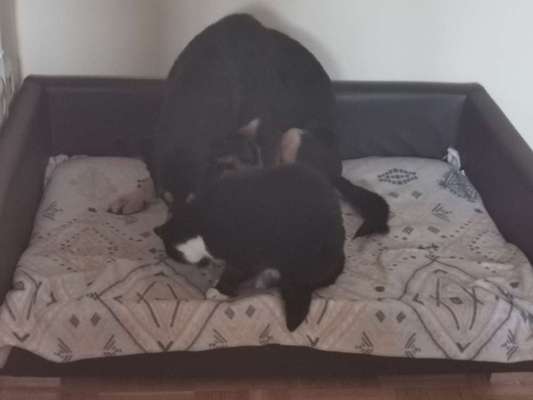 Hund und Katz Momente-Beitrag-Bild