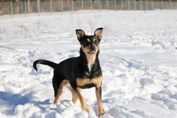 Die Dogorama Kalender Challenge Teil 2/4-Beitrag-Bild