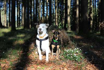 Foto's und Hundemodels-Beitrag-Bild