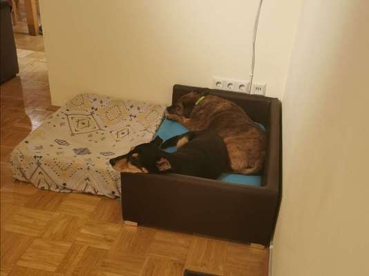 Wo sind die Pflegestellen?-Beitrag-Bild