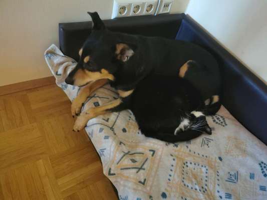 Hund und Katz Momente-Beitrag-Bild