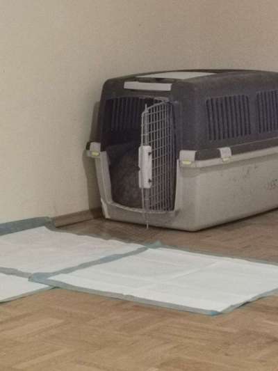 Wo sind die Pflegestellen?-Beitrag-Bild