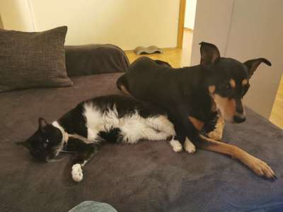 Hund und Katz Momente-Beitrag-Bild