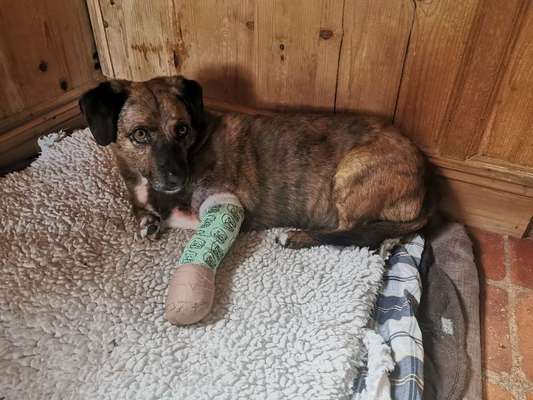 Short Ullna & Short Radius Syndrom / Distractio cubiti-Beitrag-Bild