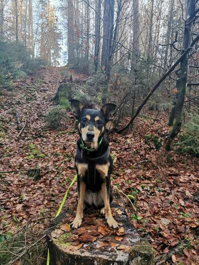 Foto's und Hundemodels-Beitrag-Bild