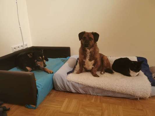 Körbchen / Hundebett-Beitrag-Bild