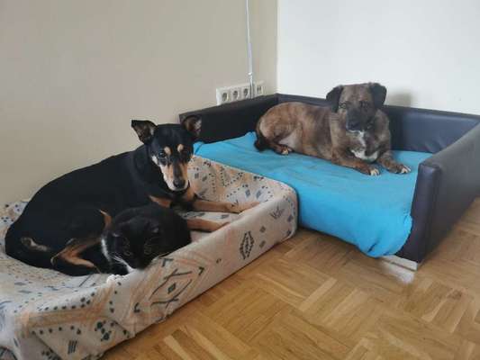 Hund und Katz Momente-Beitrag-Bild