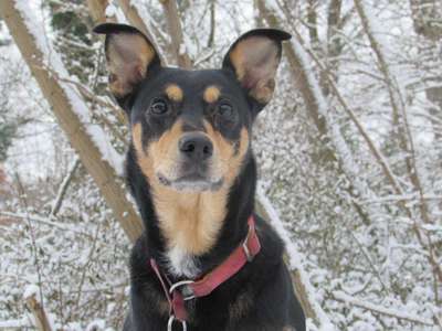 Foto's und Hundemodels-Beitrag-Bild