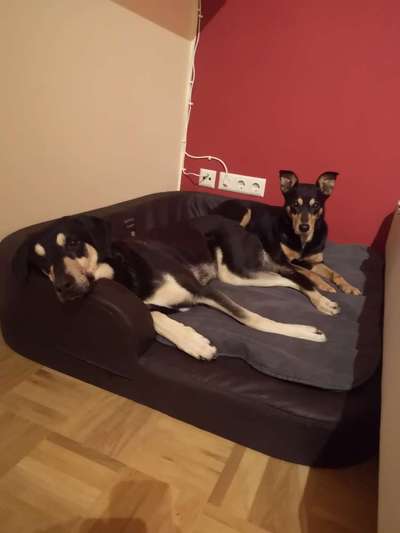 Körbchen / Hundebett-Beitrag-Bild